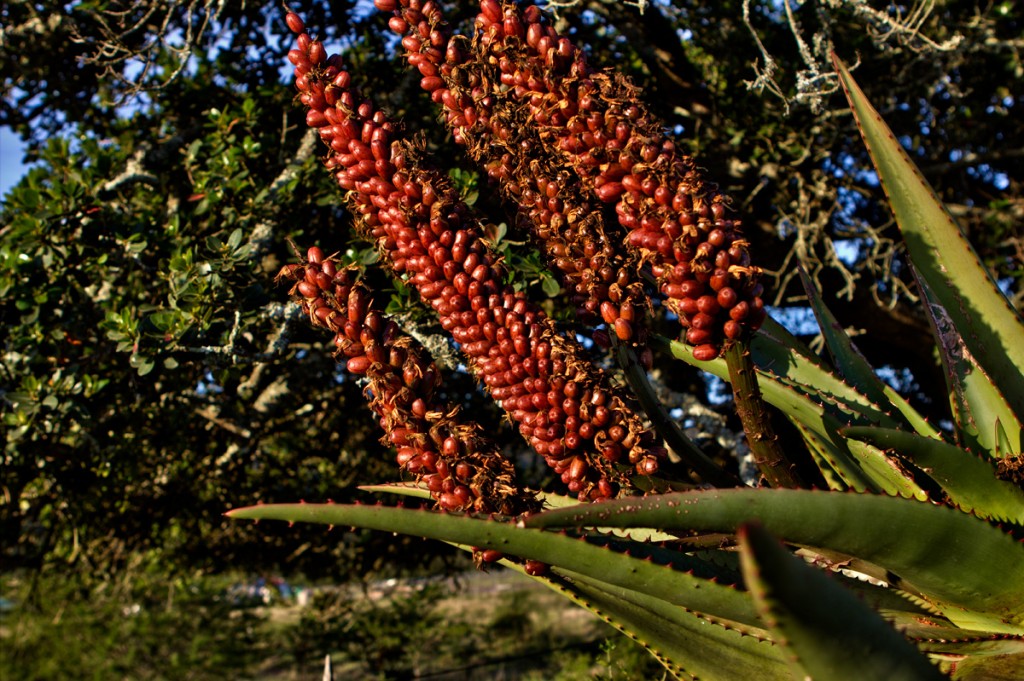 Aloe