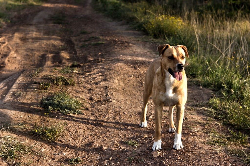 Dog